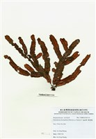 藏品(脈膜藻)的圖片